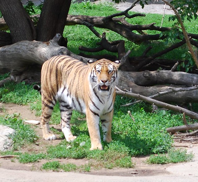 Tiger At the Detroit Zoo