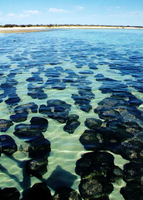 Stromatolites in Hamelin Pool, Shark Bay, Western Australia