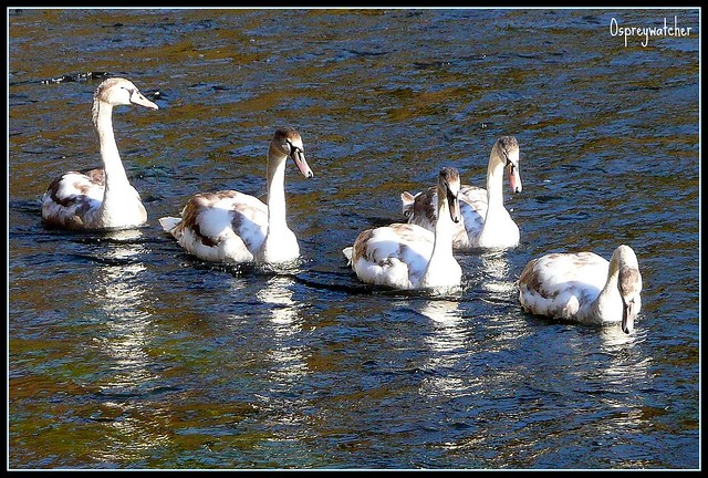 Five swans a-swimming