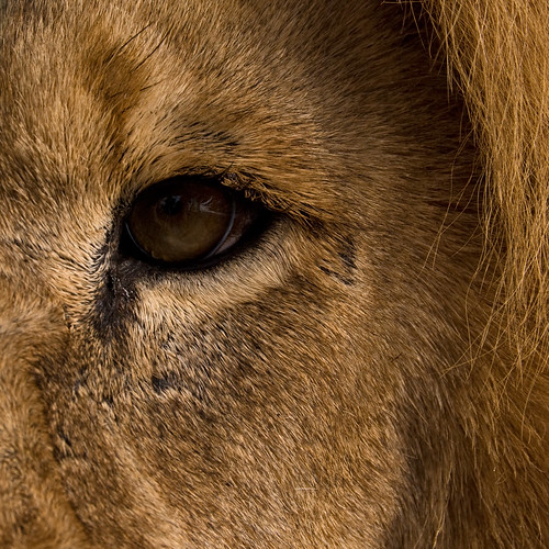 Lion Eye | More photos pf the beautiful lions at WHF - Tiny … | Flickr