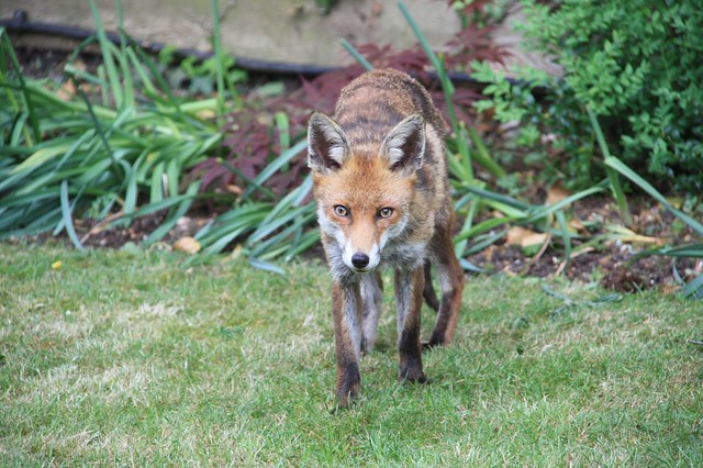Fox in the Garden 2011