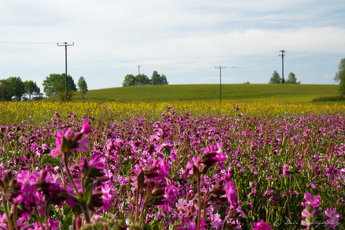 wildflower fields