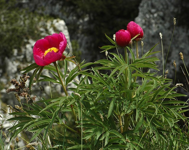 d0803096 | Echte Pfingstrose (Paeonia officinalis) am Monte Baldo. Trentino, 29.05.2008