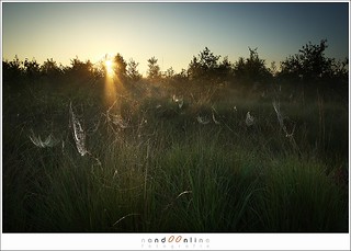 Sunlight and spider webs (1D012936)