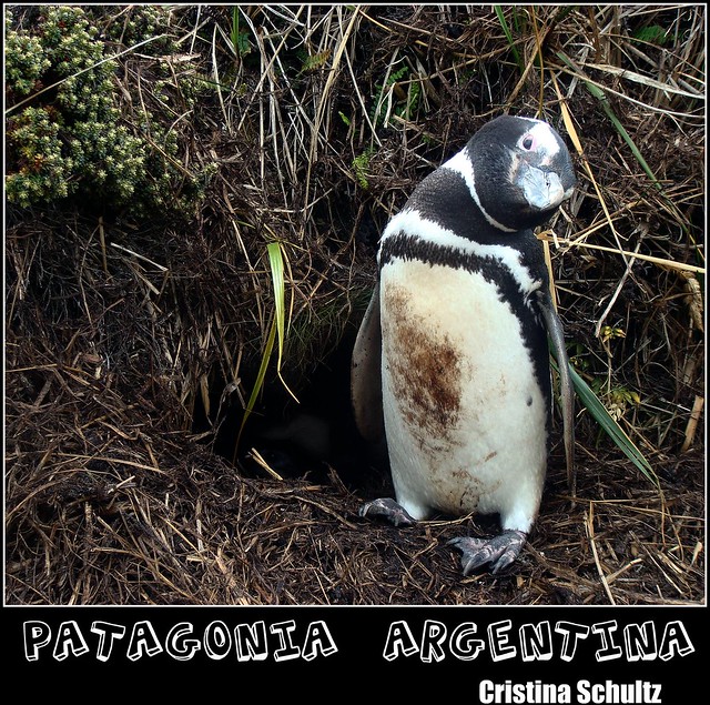 PINGUIM habitat natural
