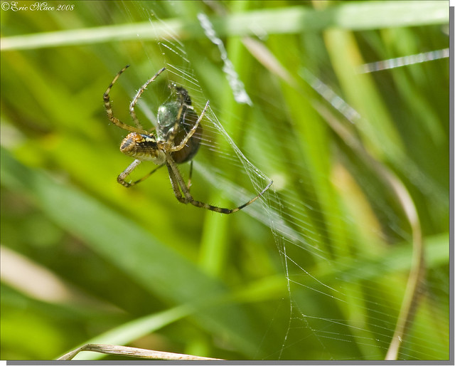 Banded Garden Spider (female) - Argiope trifasciata