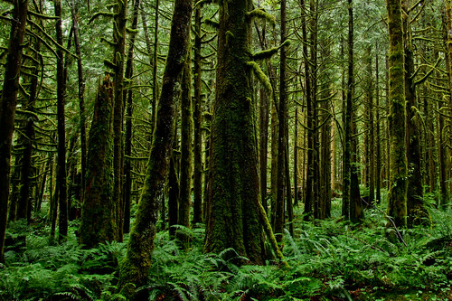 Temperate Rain Forest | in Golden Ears Provincial Park | Flickr