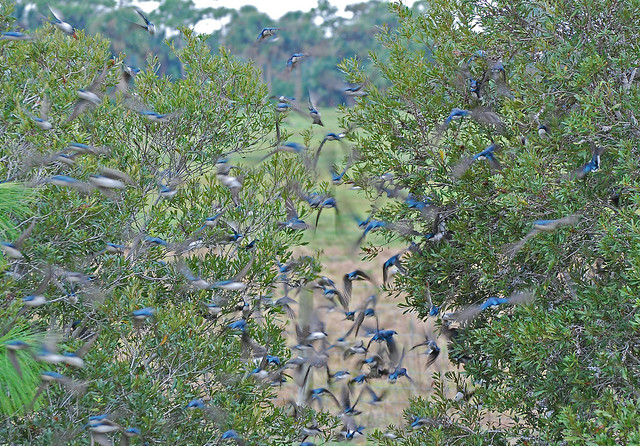 swallow swarm in bush fleeing
