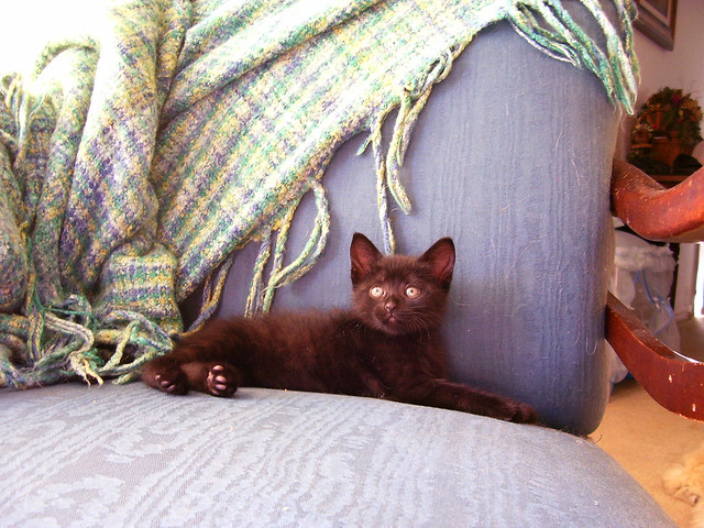 Black Foster Kitten