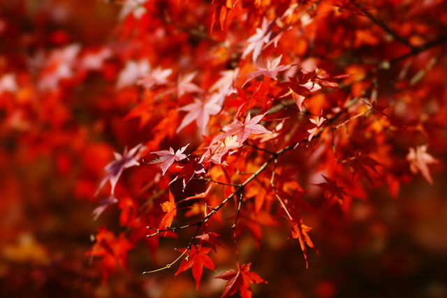 紅葉 ＠ 奈良公園