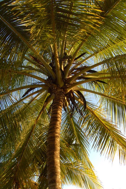 Palm tree at Carrillo beach, Costa Rica