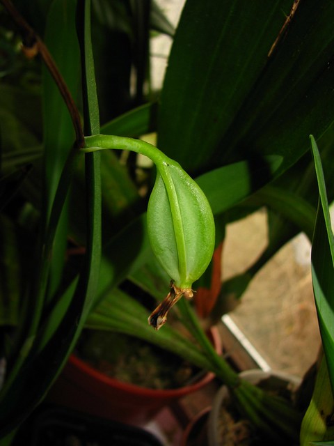 [Euchile mariae x Encyclia vittelina] x Epidendrum garcianum - seed vessel