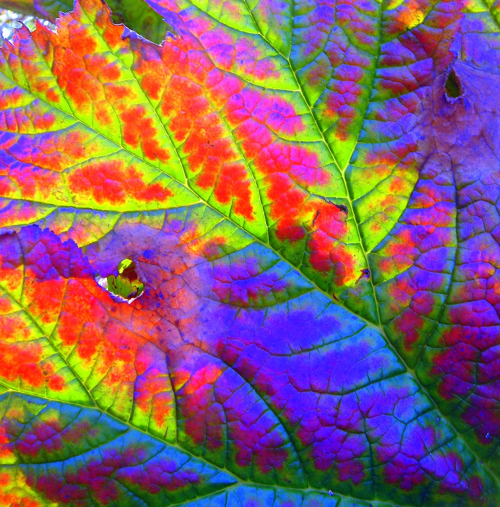 autumn rainbow | In Explore 20.10.08 #495 | Margaret Clough | Flickr