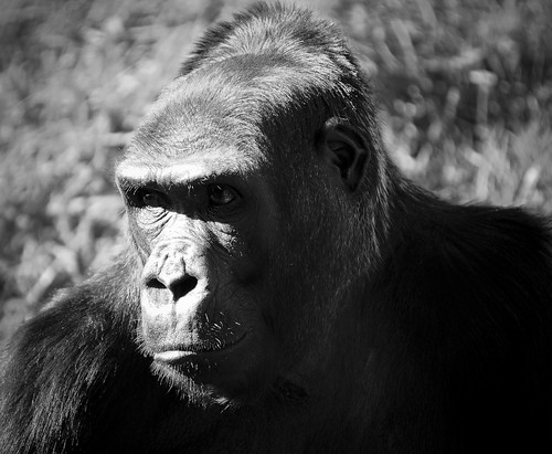 Gorilla by tibchris