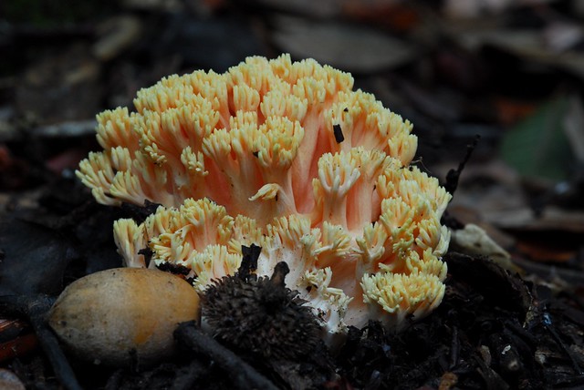 Pinkish Coral Mushroom (Ramaria formosa)