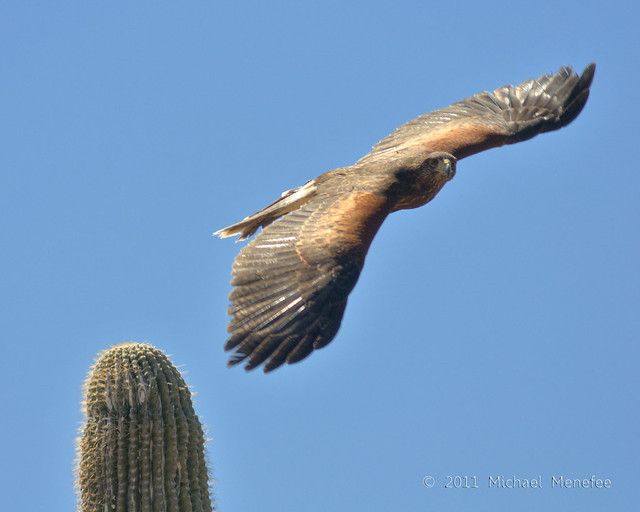 A Southwestern Specialty: Harris's Hawk
