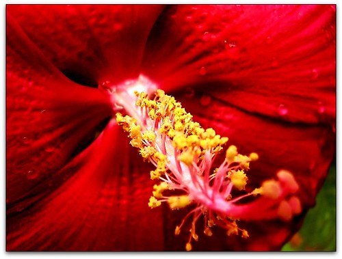 hibiscus by -Chad Johnson