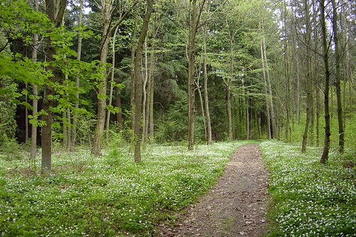 path between anemones | by green_lover (I wait for your COMMENTS!)