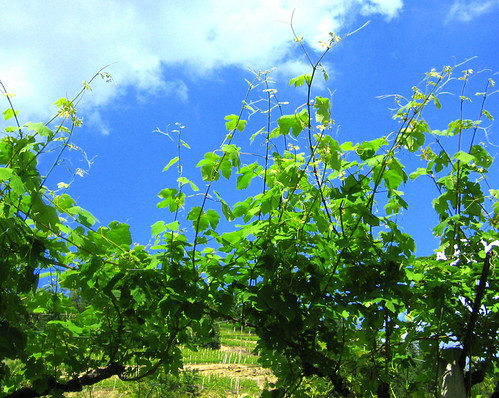 Vineyard by Xena*best friend*