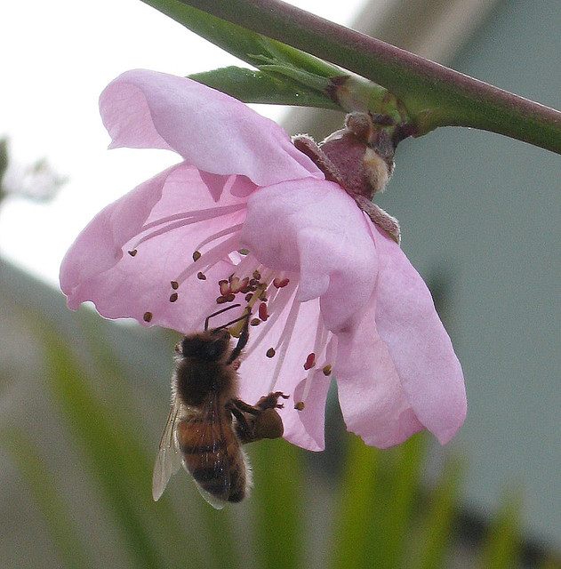 Just a bee and its blossom
