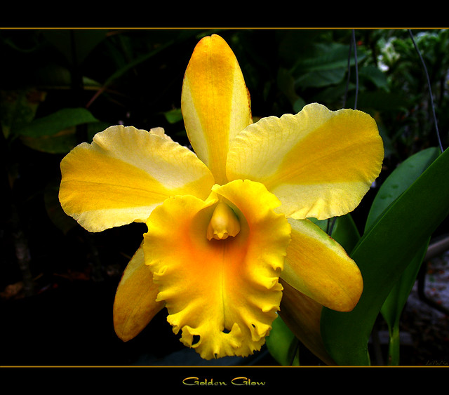 The Orchid Golden Glow