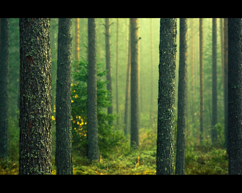 Behind The Trees by Joni Niemelä