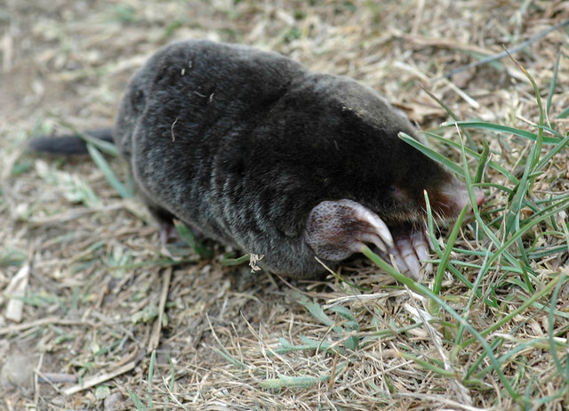 Talpa europaea (European Mole / Mol)