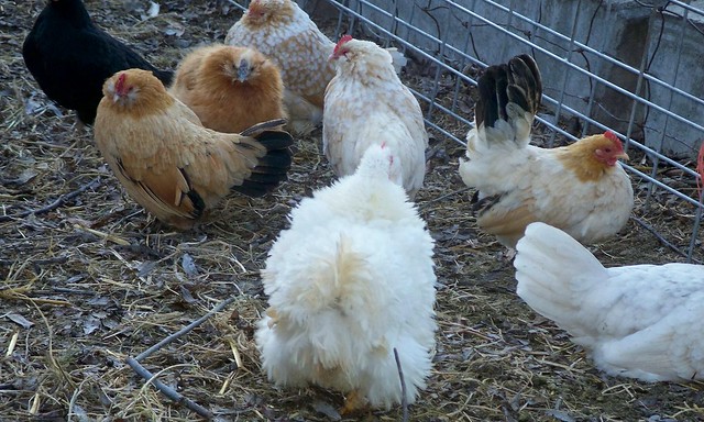 A Group of Purebred Chickens. Golden Neck d'Uccles, Buff Columbian d'Uccle, White Frizzle, Black Tailed buff Japanese, and a Red Silkie.   www.TheBigWRanch.com