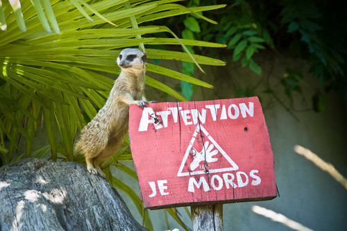 amnéville zoo animal geo:lat=49246092 geo:lon=6140414 geotagged erdmännchen meerkat suricate inexplore explore
