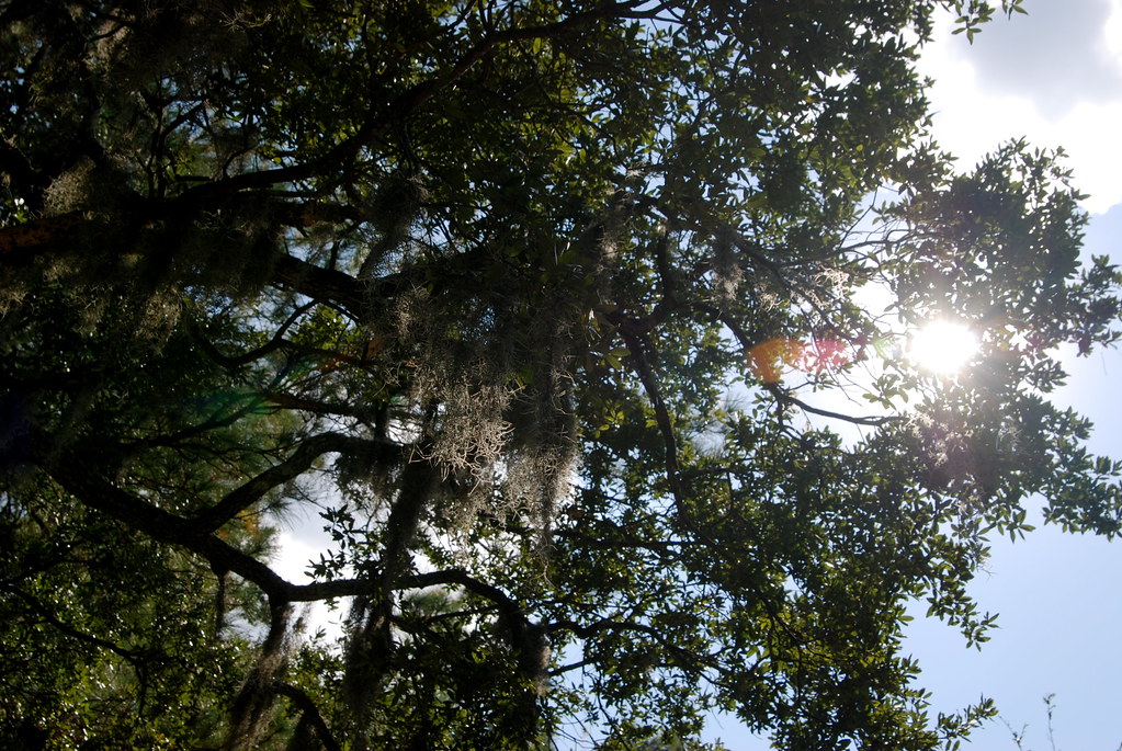Spanish Moss and the Sun | Kevin Lawver | Flickr