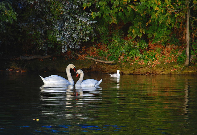 Love swans!
