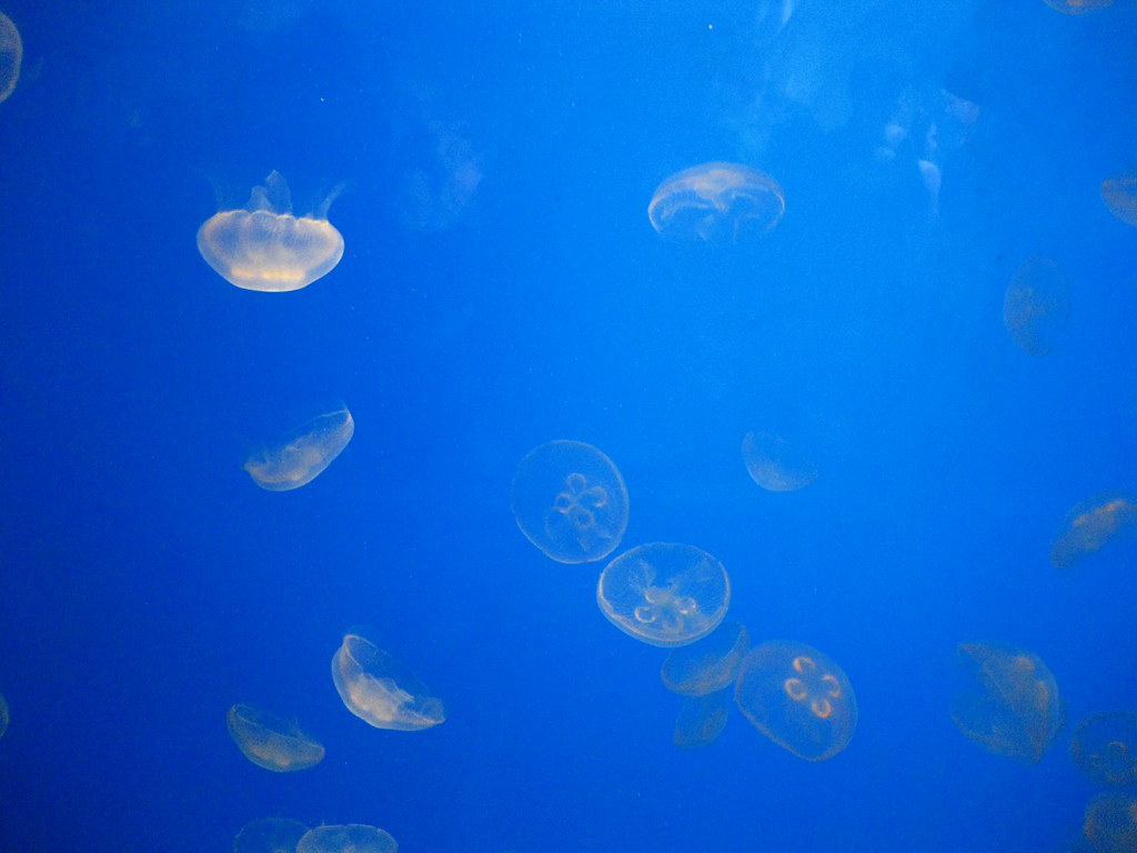 Moon Jellies