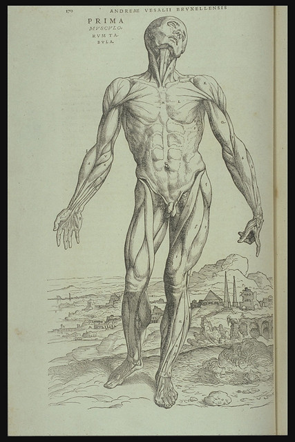 Medical drawings, Andreas vesalius, Anatomy