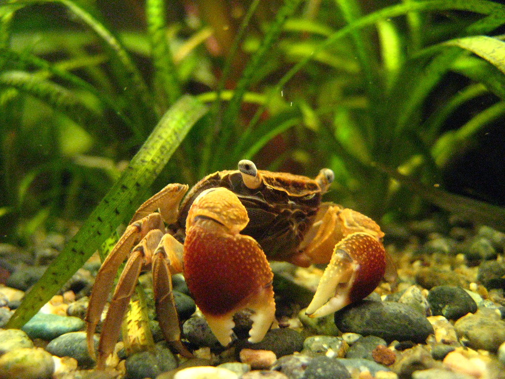 flaske Faktisk for ikke at nævne Red Clawed Crab (Sesarma bidens) | jonwilliams_uk | Flickr