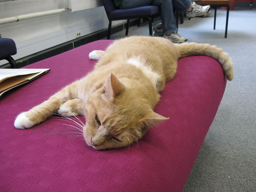 Sandy Rankine, VUW Library cat (#368)