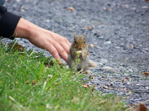 Petting Squirrel