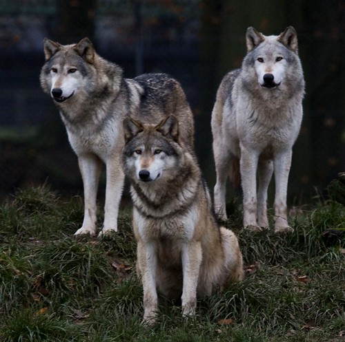 Whipsnade Wolves_5n | by Edgwareirons