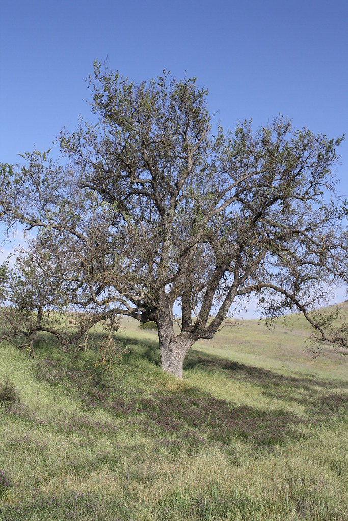 Las Virgenes View Trail