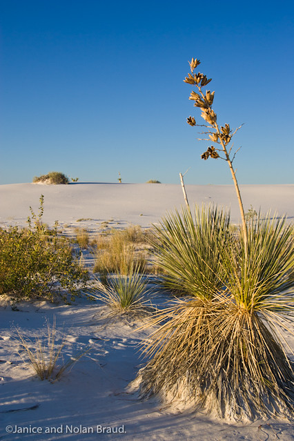 Yucca at White Sands National Monument JN003414