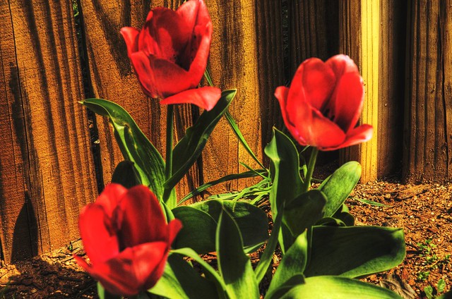 tulips in my back yard
