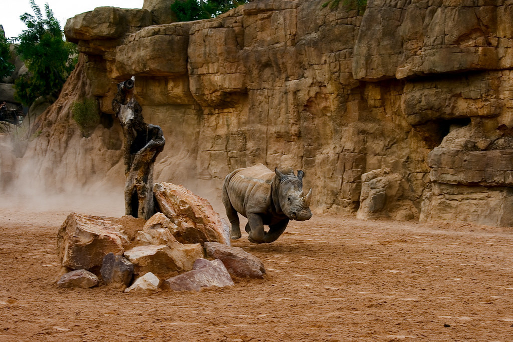 Rinoceronte a la carrera -  Bioparc Valencia