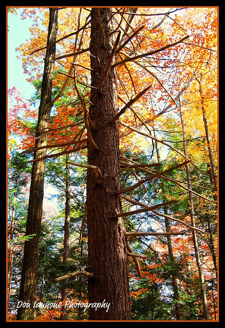 Woodland Forest Fall Glory