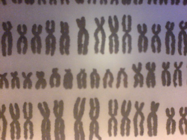 X Chromosomes