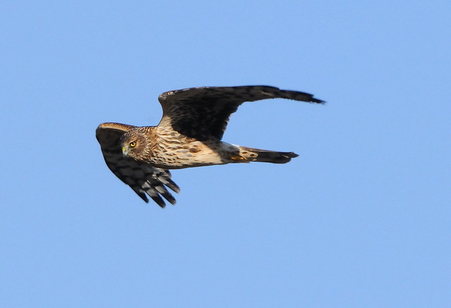 Northern Harrier on New Year's Day