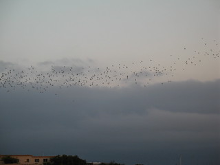 Bats Departing