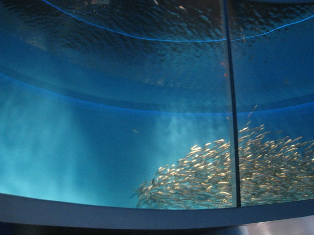 Sardine Tank Monterey Bay Aquarium