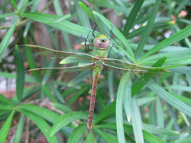 Female Common Green Darner Dragonfly [Anax junius]