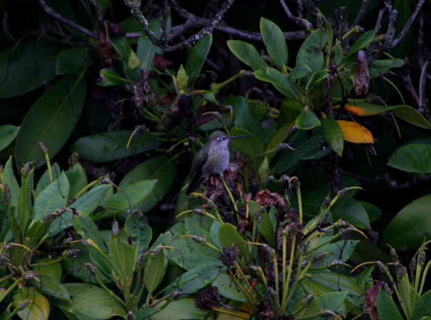 Anna's Hummingbird (C. anna), adult female