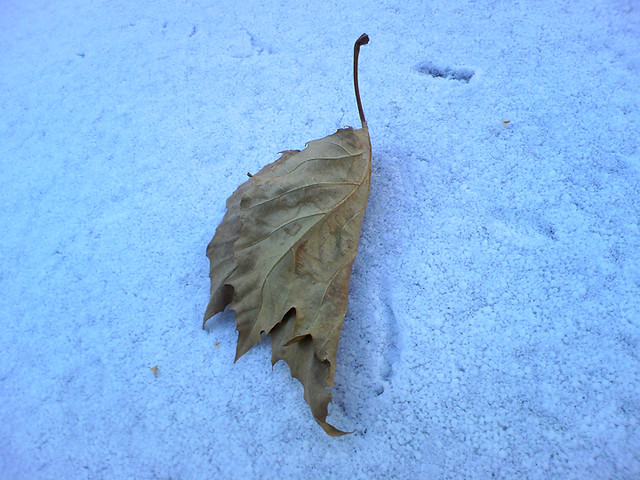 A fallen leaf on snow