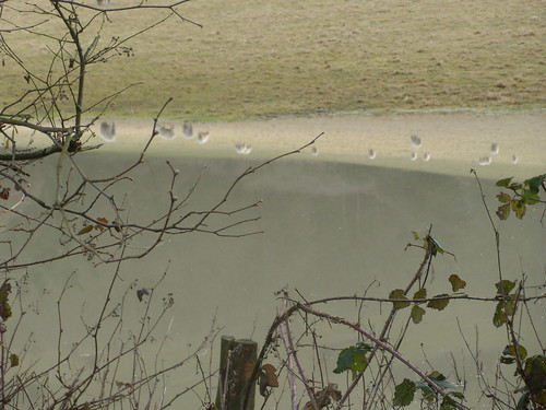 Sheep reflected in floodwater Amberley Circular